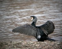 04d00444 cormorant